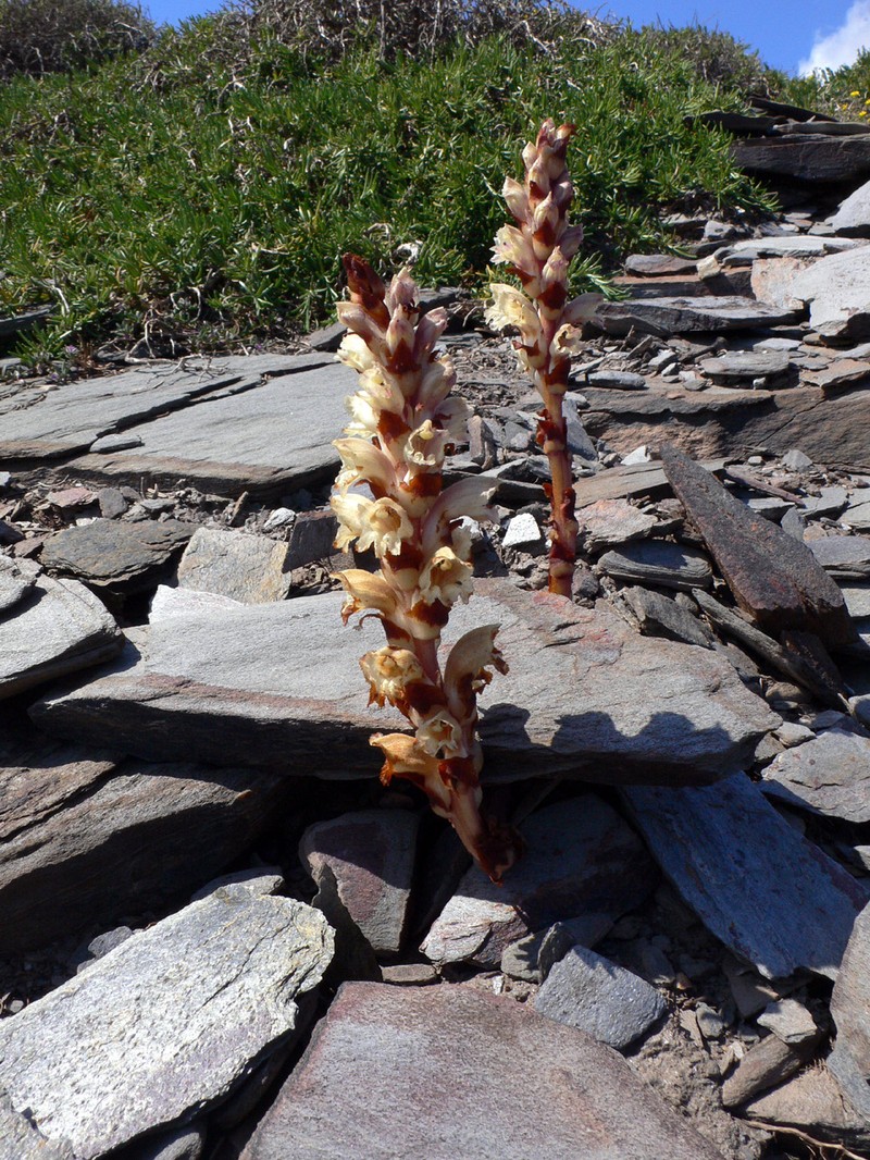 Orobanche latisquama photo 2