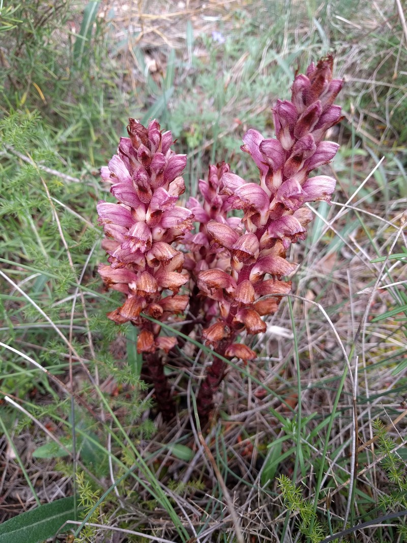 Orobanche latisquama photo 3