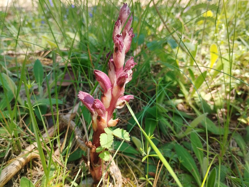 Orobanche latisquama photo 4