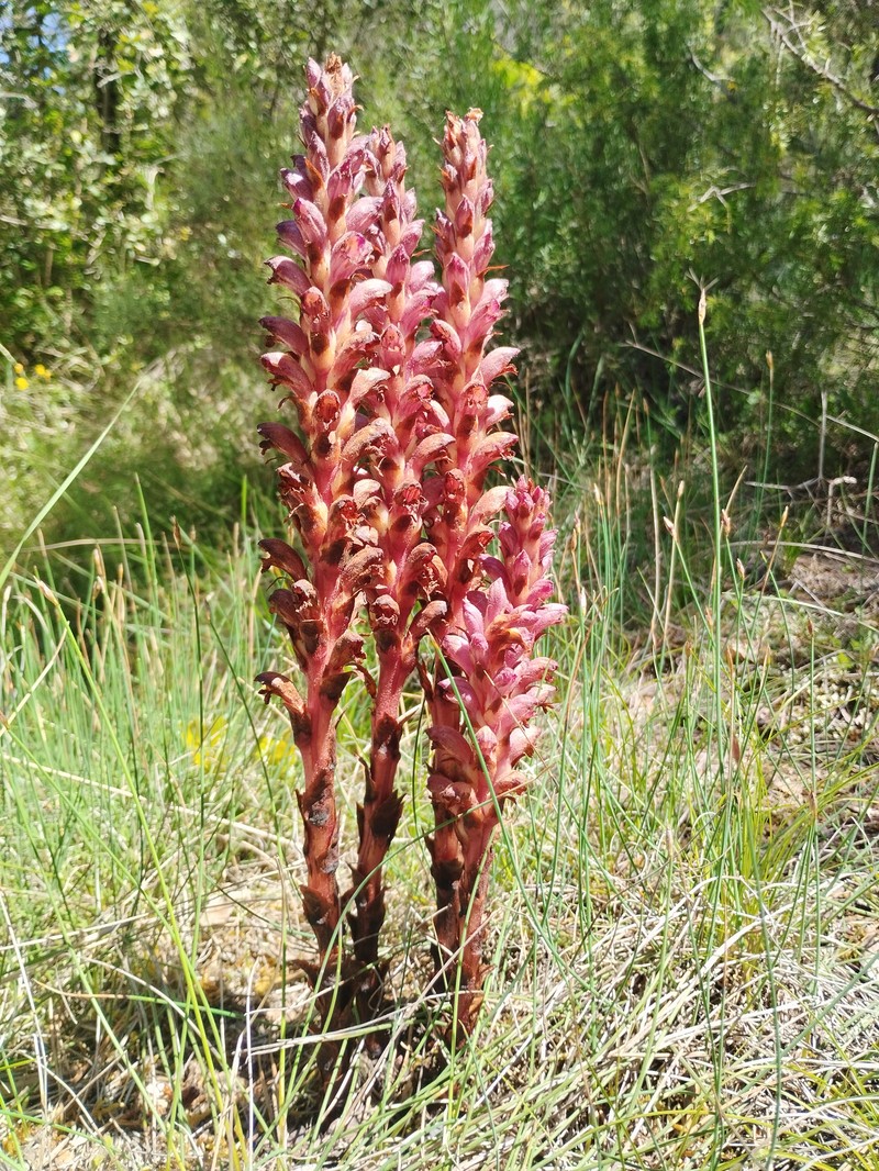 Orobanche latisquama photo 5