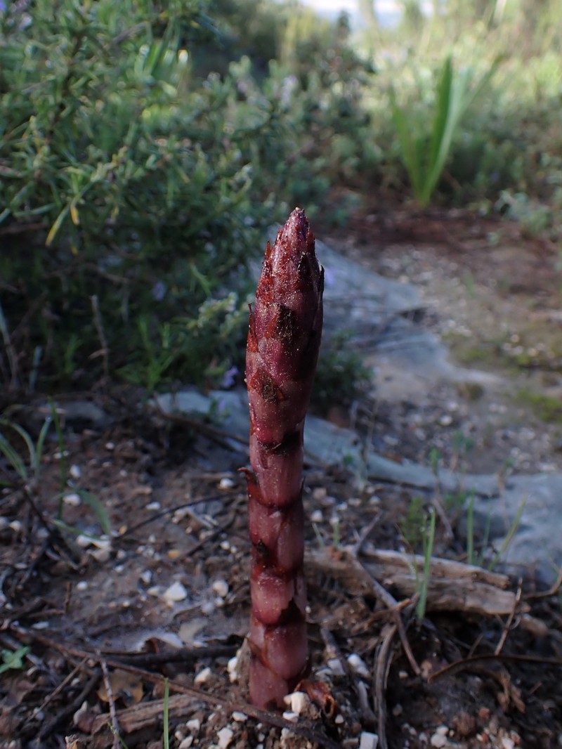Orobanche latisquama photo 6