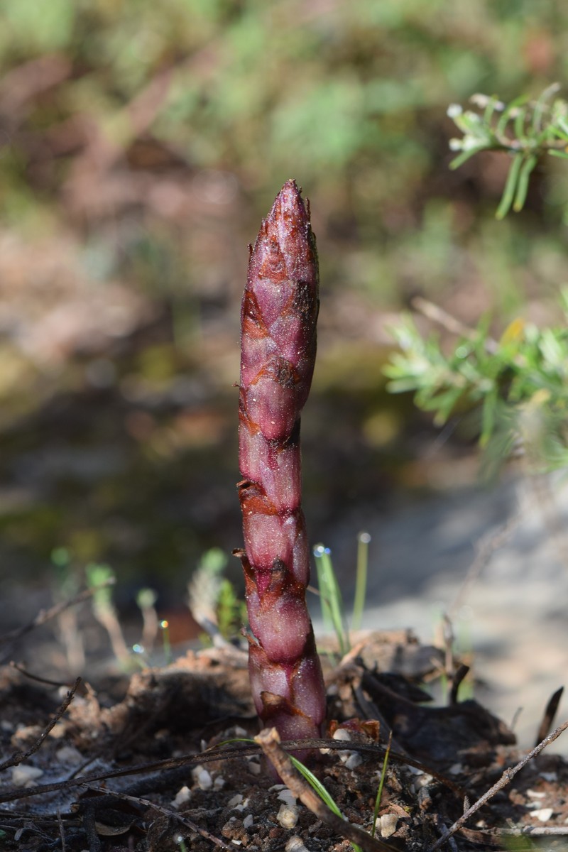 Orobanche latisquama photo 7