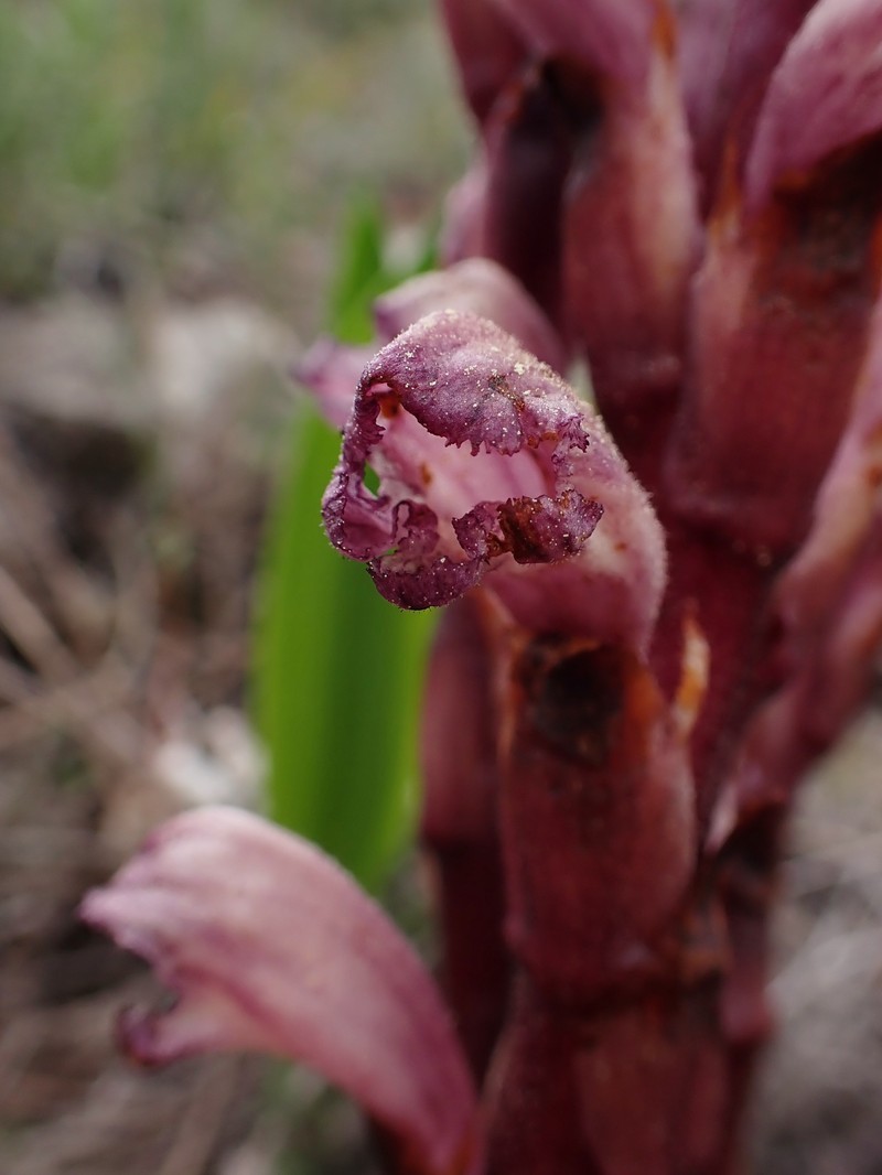 Orobanche latisquama photo 8