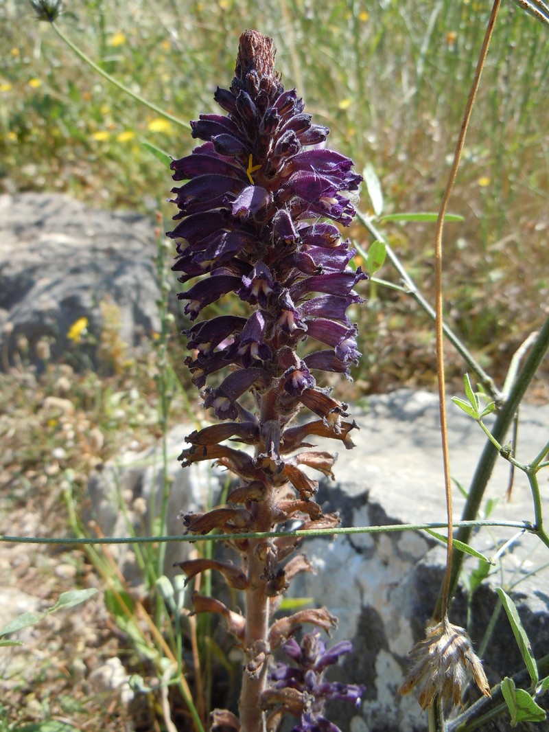 Orobanche lavandulacea photo 2