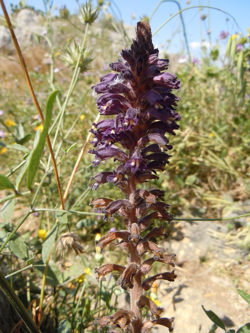 Orobanche lavandulacea photo 3