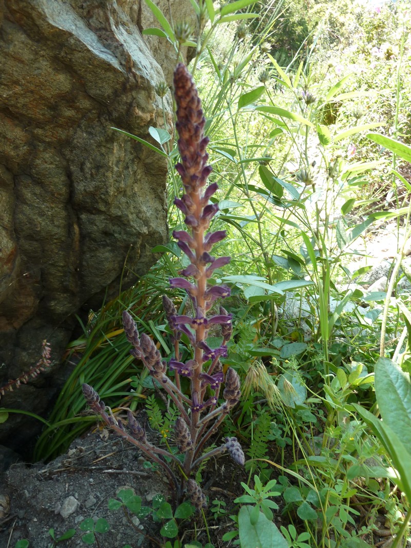 Orobanche lavandulacea photo 4