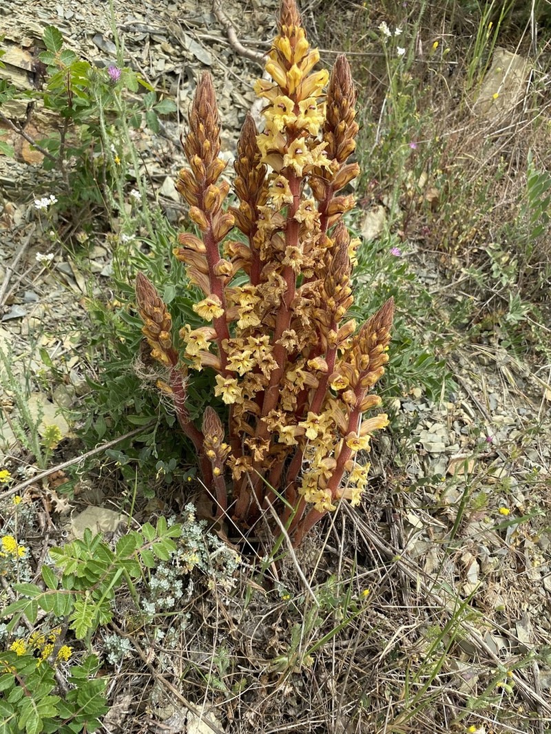 Orobanche laxissima