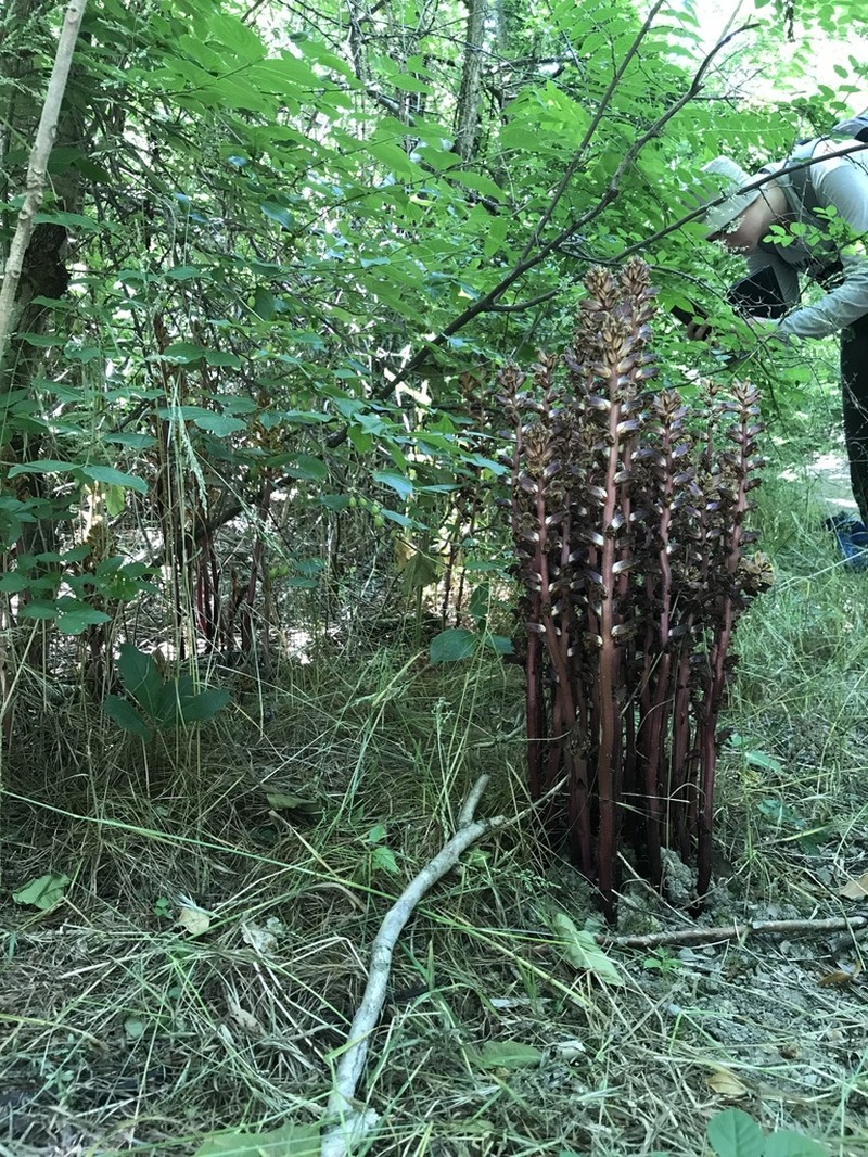 Orobanche laxissima photo 2