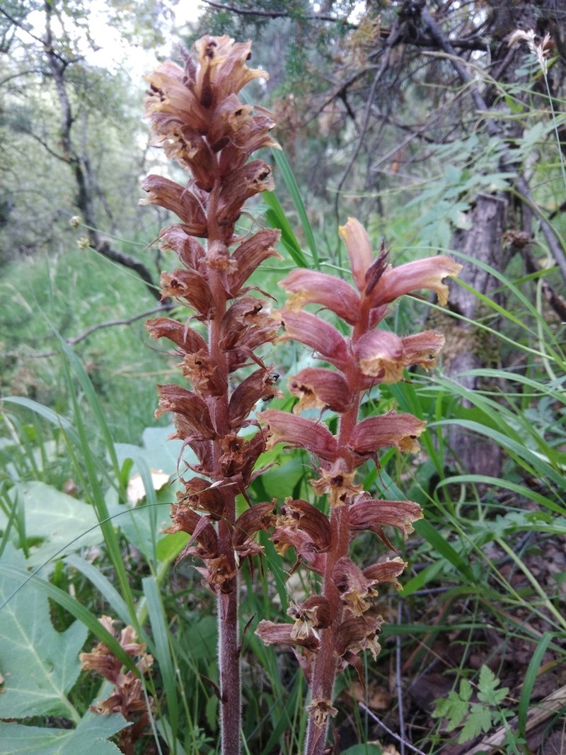 Orobanche laxissima photo 3