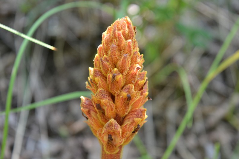 Orobanche laxissima photo 4