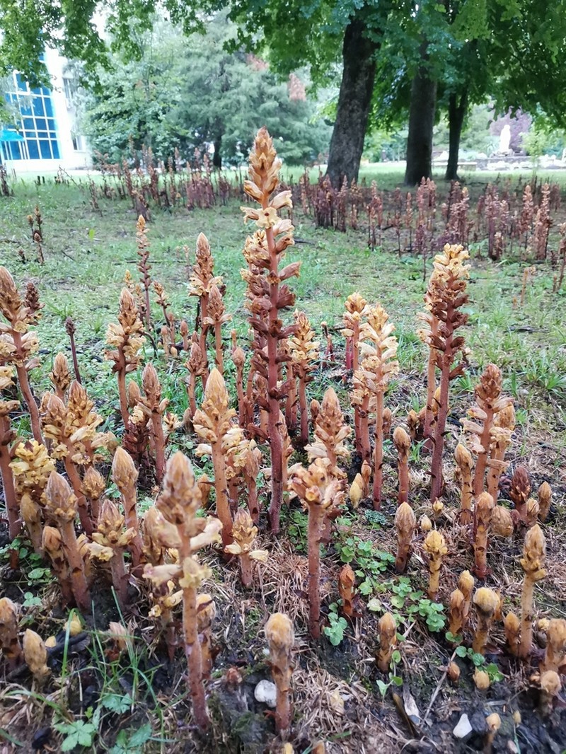 Orobanche laxissima photo 5