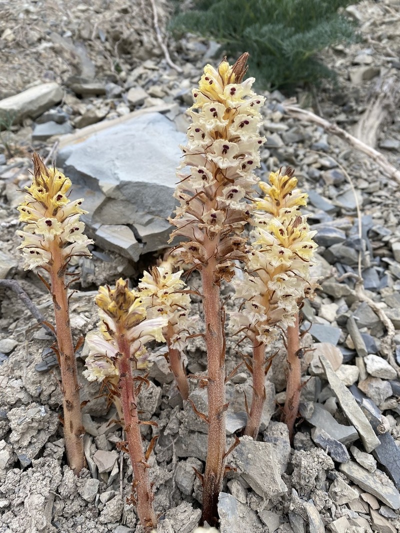 Orobanche laxissima photo 6