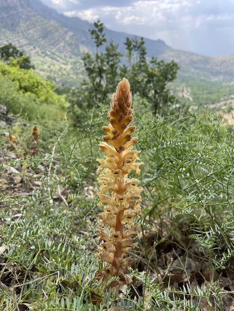 Orobanche laxissima photo 7