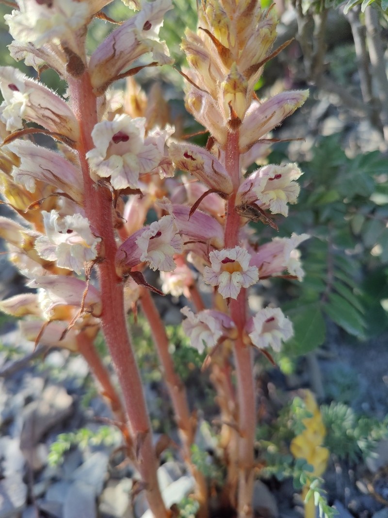 Orobanche laxissima photo 8