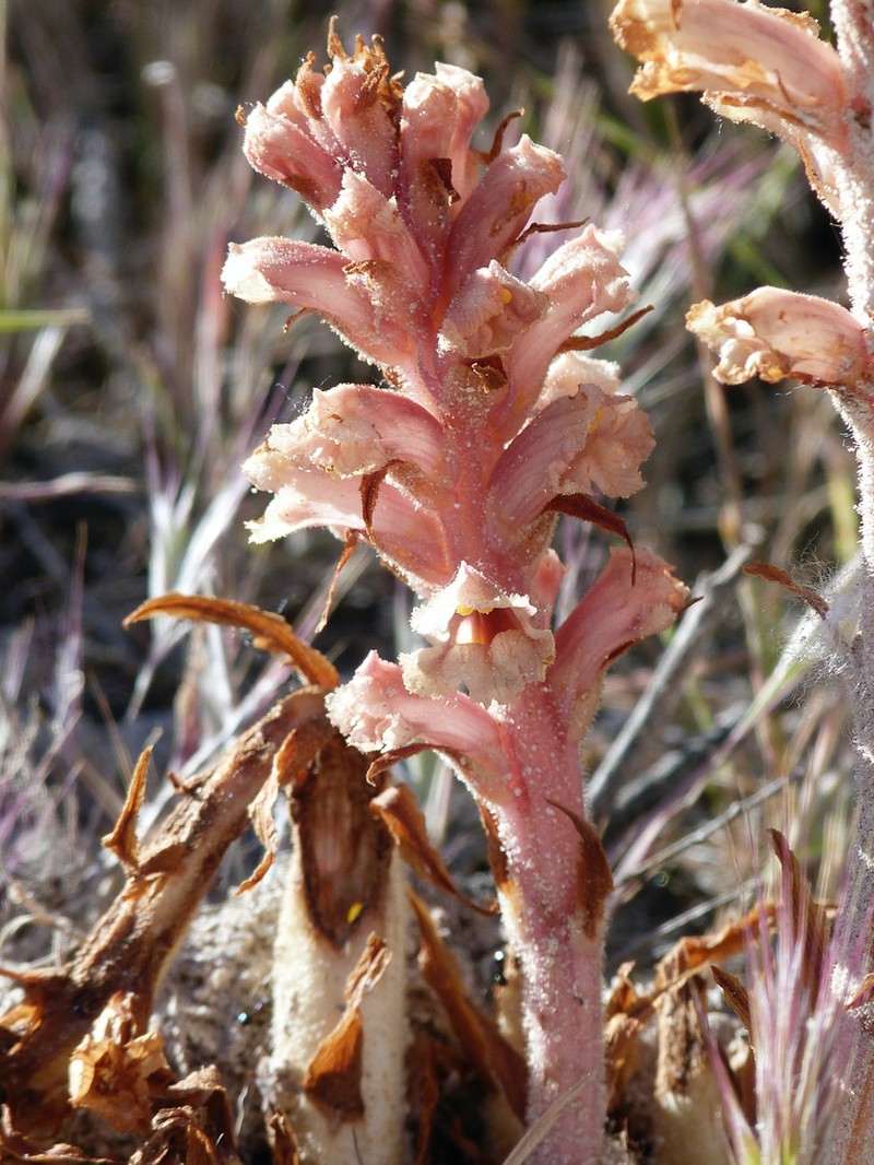 Orobanche leptantha