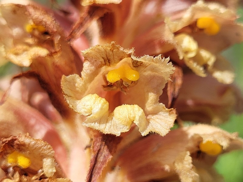 Orobanche leptantha photo 2