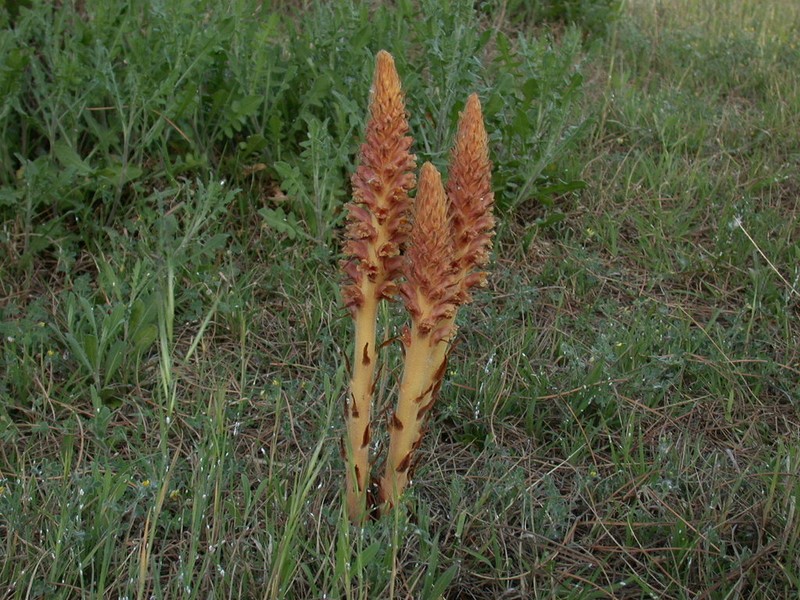 Orobanche leptantha photo 3