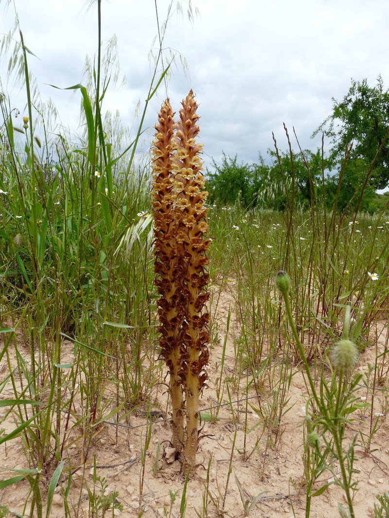 Orobanche leptantha photo 4