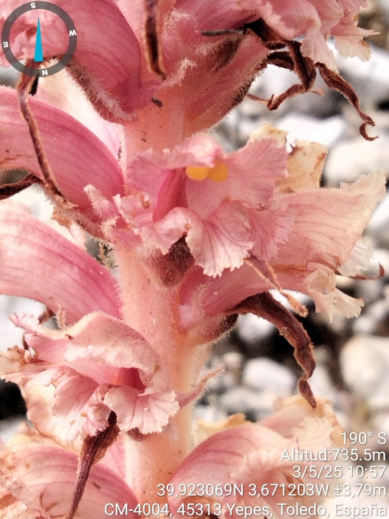 Orobanche leptantha photo 5