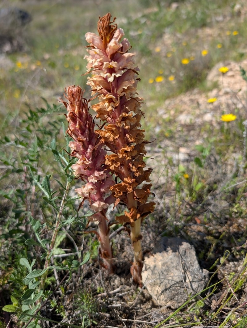 Orobanche leptantha photo 6