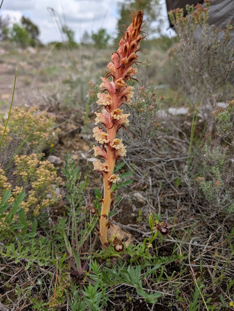 Orobanche leptantha photo 7