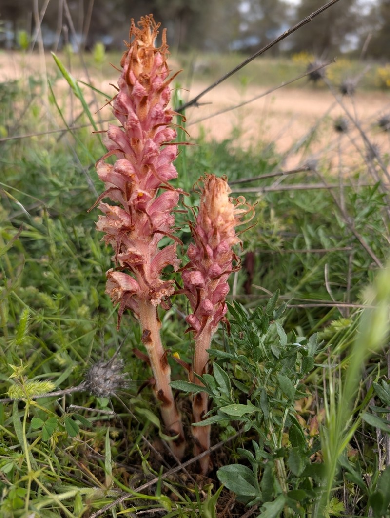 Orobanche leptantha photo 8
