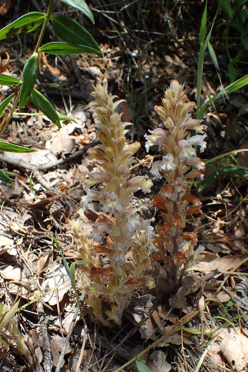 Orobanche libanotica