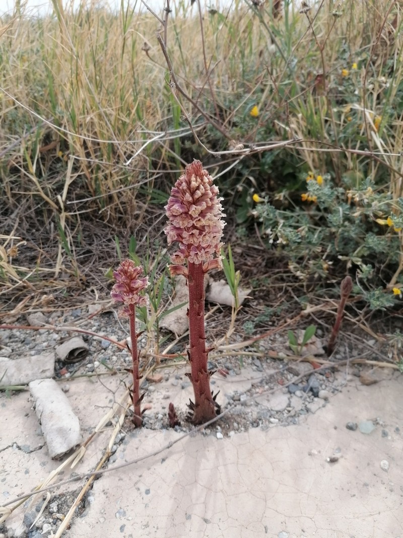 Orobanche litorea