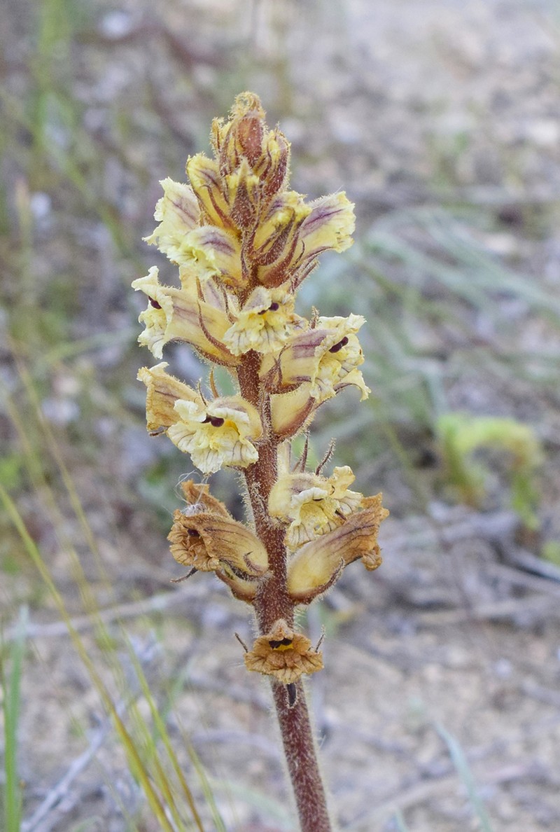Orobanche litorea photo 2