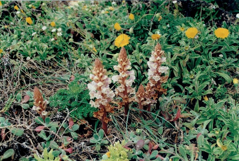 Orobanche litorea photo 3