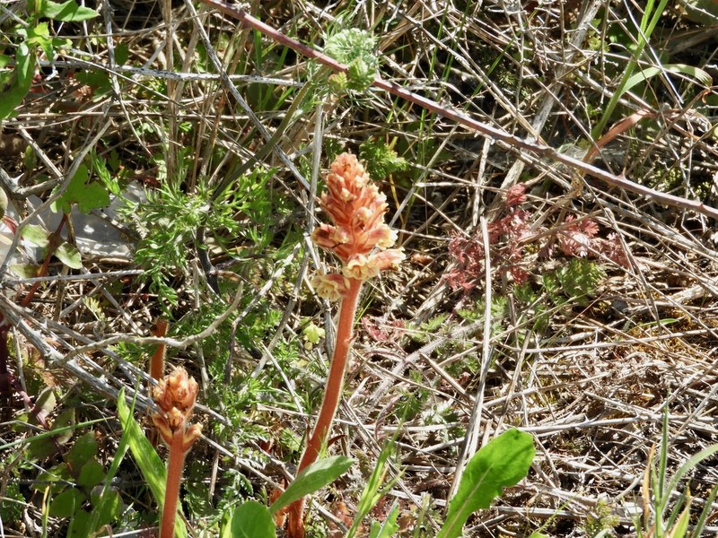 Orobanche litorea photo 4