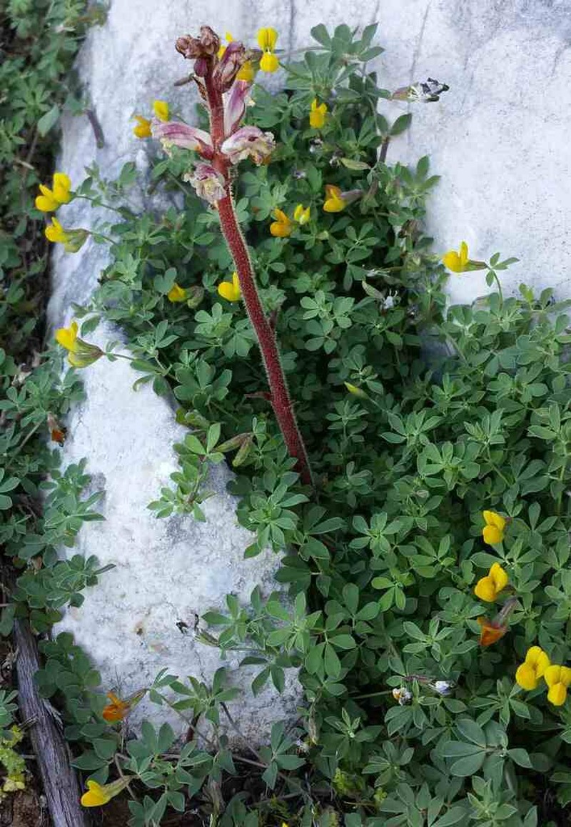 Orobanche litorea photo 5