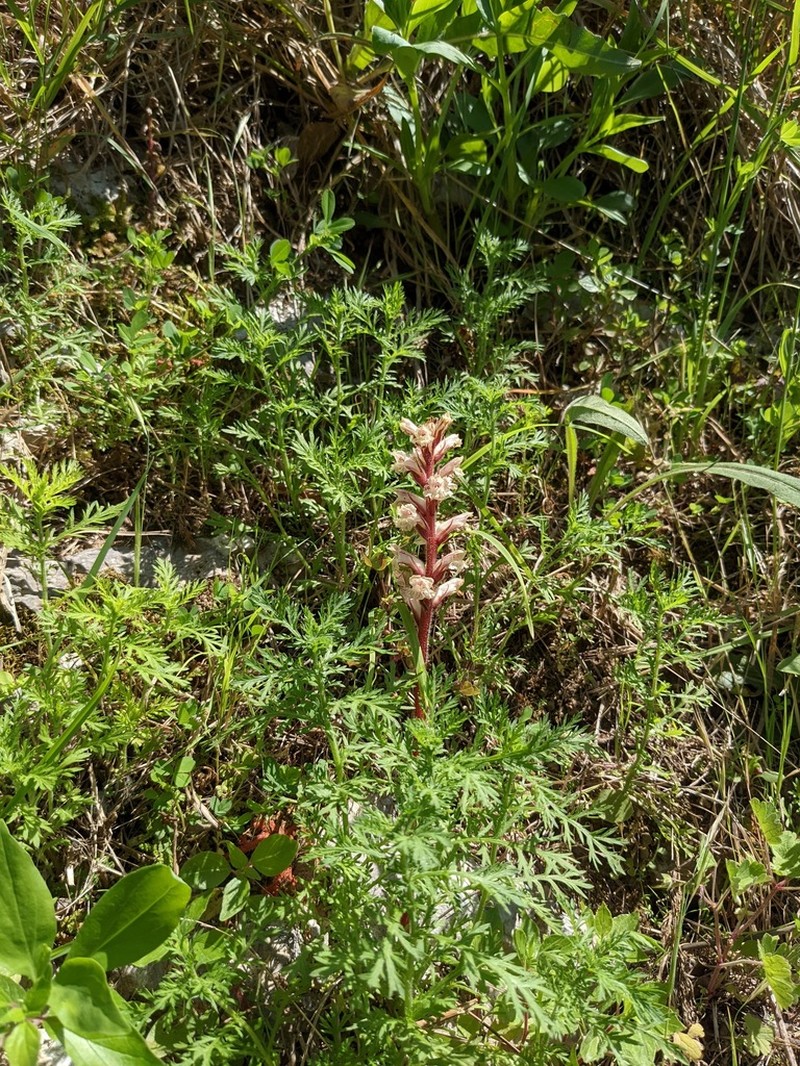 Orobanche litorea photo 6