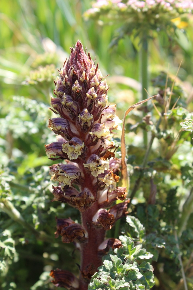 Orobanche litorea photo 7