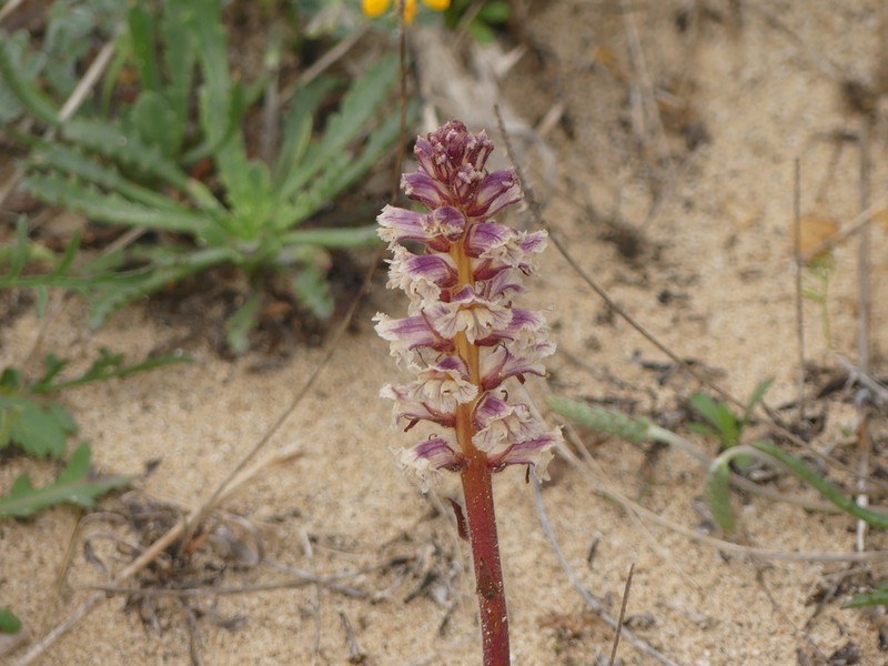 Orobanche litorea photo 8