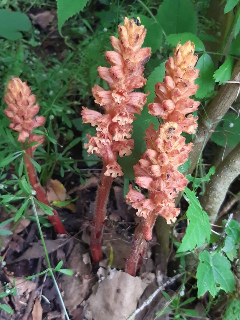 Orobanche lucorum photo 2