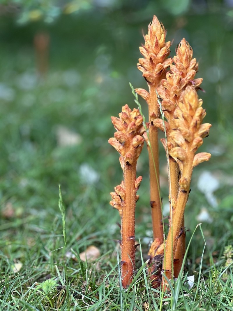 Orobanche lucorum photo 3
