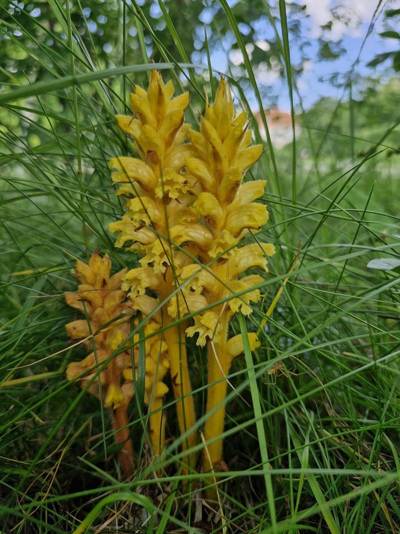 Orobanche lucorum photo 4