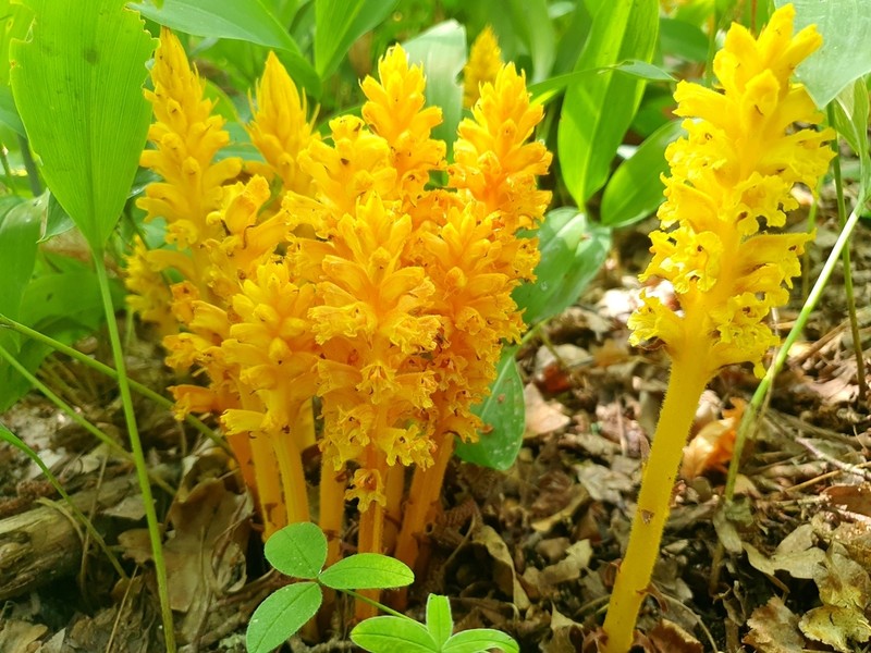 Orobanche lucorum photo 6