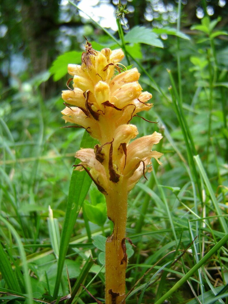 Orobanche lucorum photo 7
