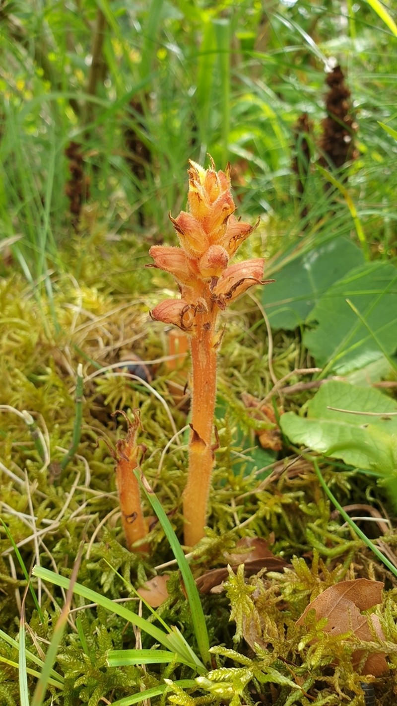 Orobanche lucorum photo 8