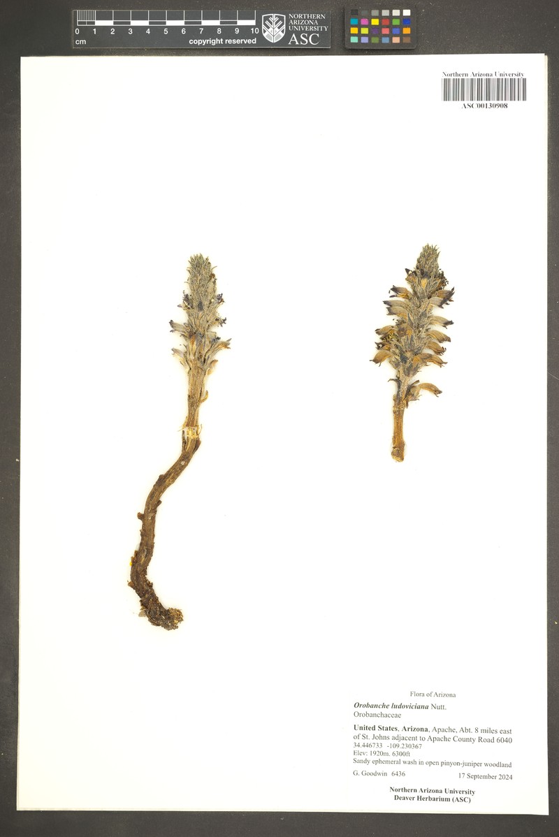 Louisiana Broomrape photo 2