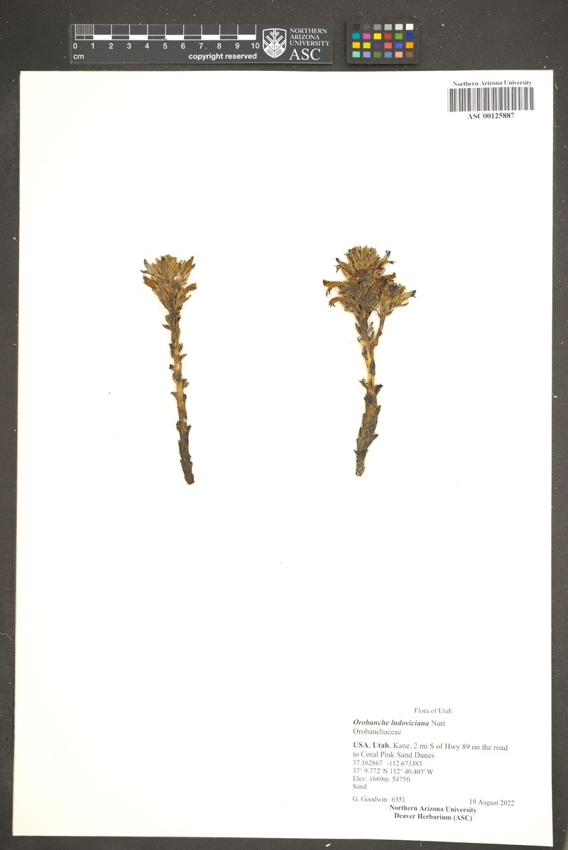 Louisiana Broomrape photo 3