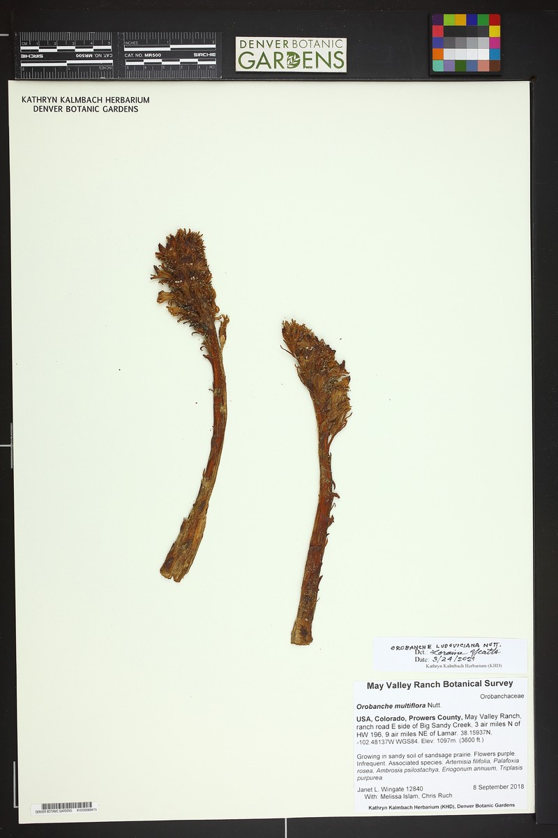 Louisiana Broomrape photo 4