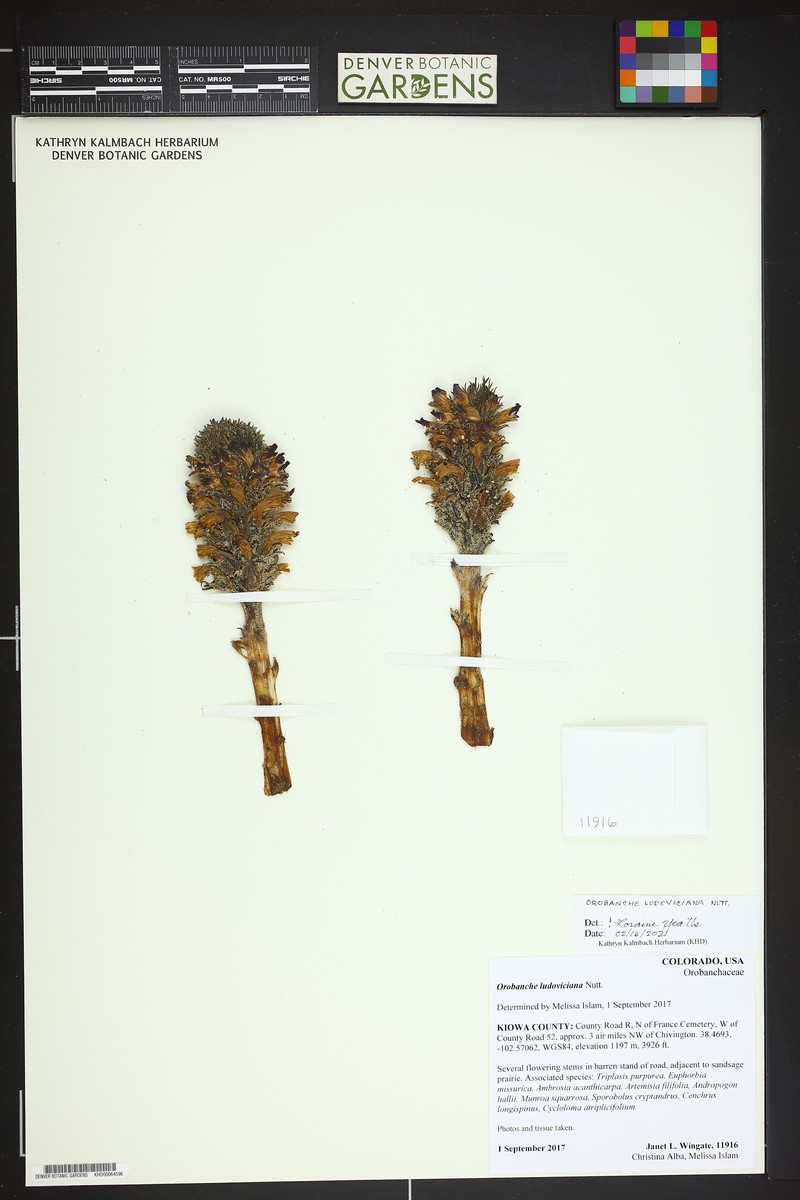 Louisiana Broomrape photo 5