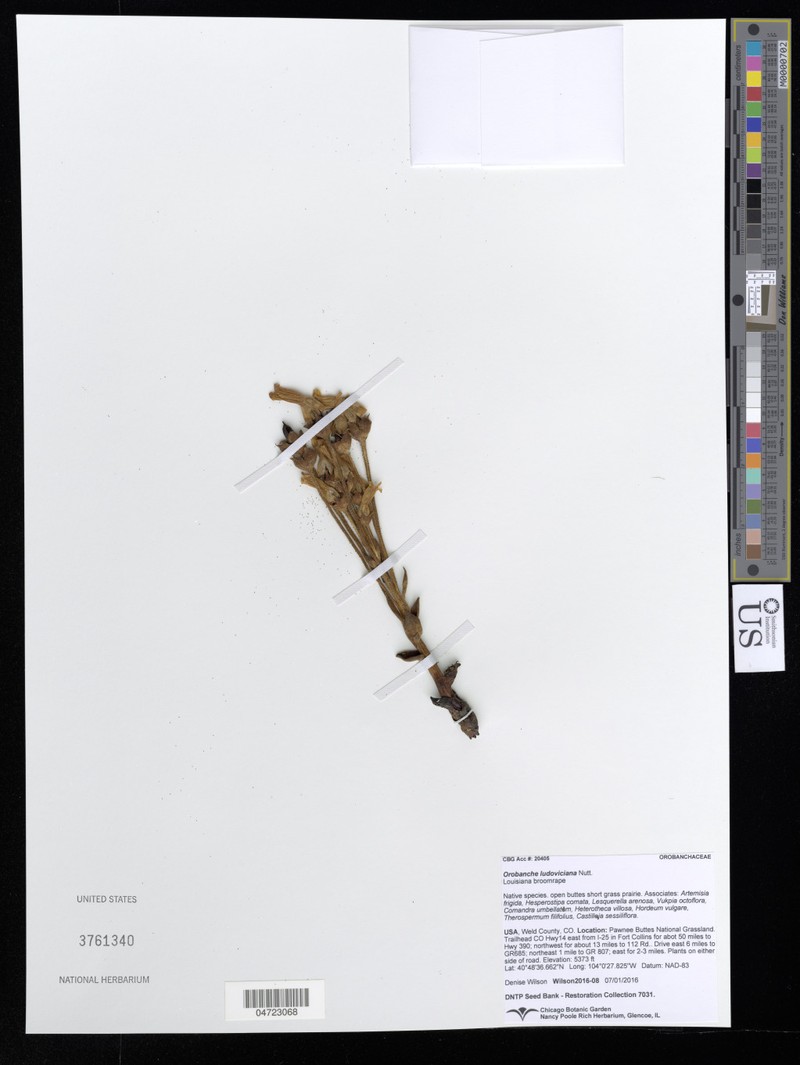 Louisiana Broomrape photo 6