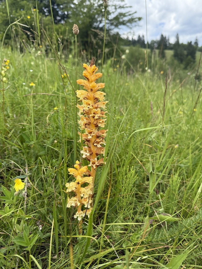 Orobanche lutea