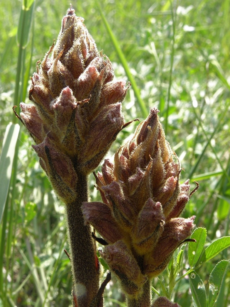Orobanche lutea photo 2