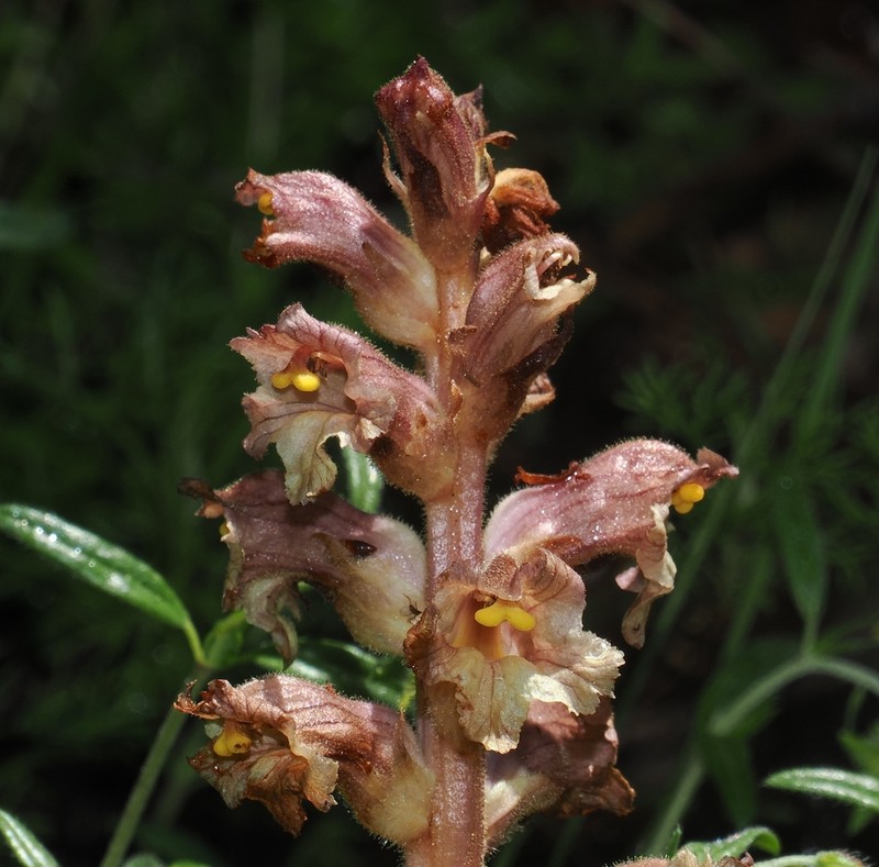 Orobanche lutea photo 3