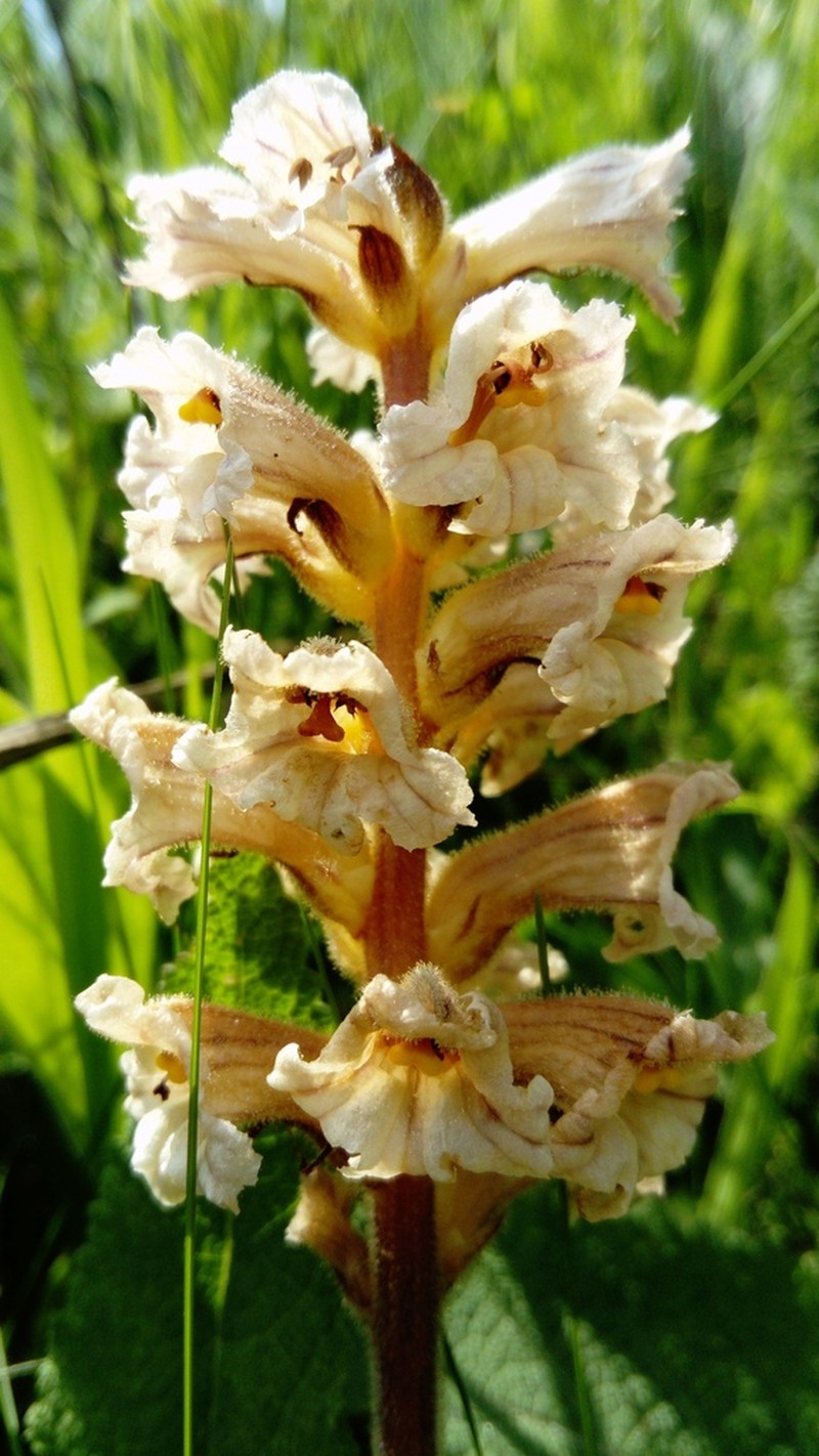 Orobanche lutea photo 4
